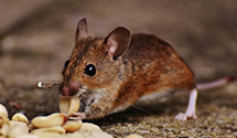 24 Hour & Emergency Exterminators in Eastmanville, MI